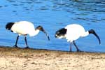 Two ibises