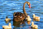 Swan and cygnets