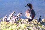 Duck with 
ducklings